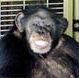 Chimp Shooter Denied PTSD Claim